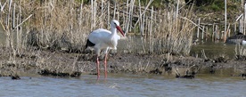 Weißstorch bei Glockenborn