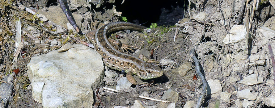 Zauneidechse bei Eberschütz