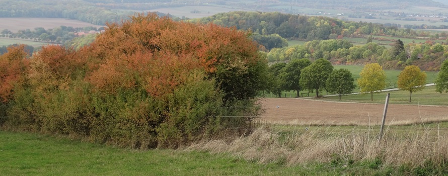 Heckenlandschaft