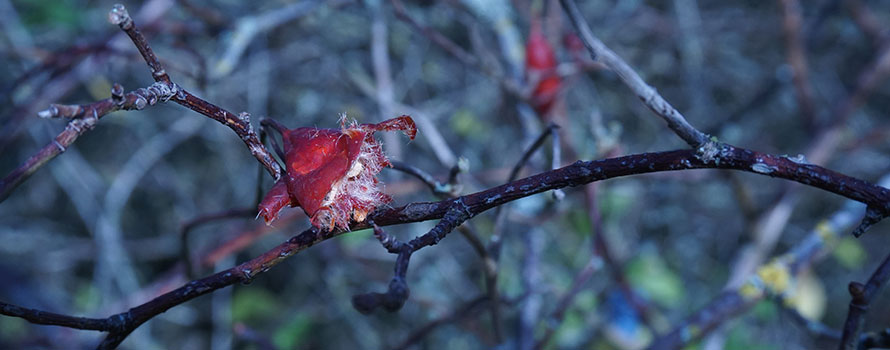 Hecken bieten Vögeln und Insekten auch im Winter Nahrung Foto: Friederike Kaplan